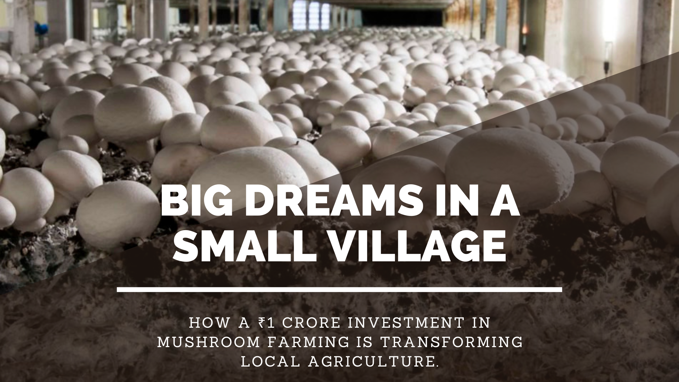 Mushroom Farming